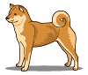 shiba